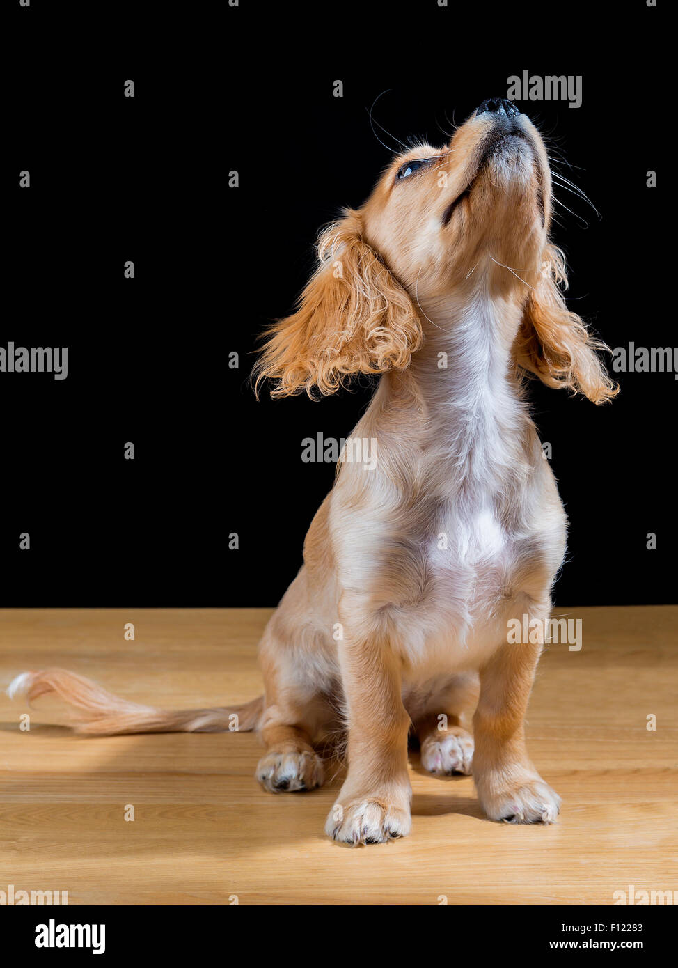 King Charles Cavalier / incroci barboncino cucciolo pone su un tavolo di fronte a uno sfondo nero e guarda verso l'alto Foto Stock