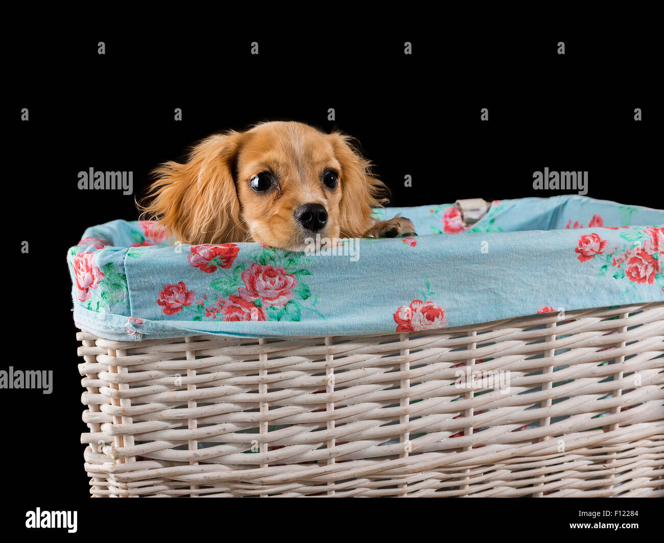 Cucciolo Cavapoo guarda al di fuori di un rivestito di tessuto bianco cesto in vimini con sfondo nero Foto Stock