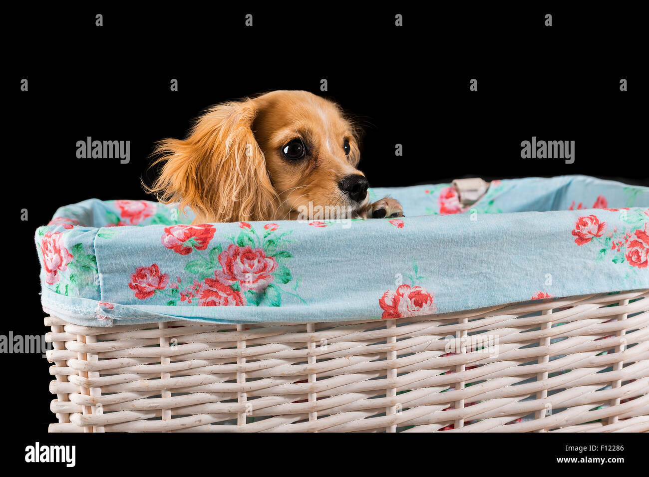 Cucciolo Cavapoo guarda al di fuori di un rivestito di tessuto bianco cesto in vimini con sfondo nero Foto Stock