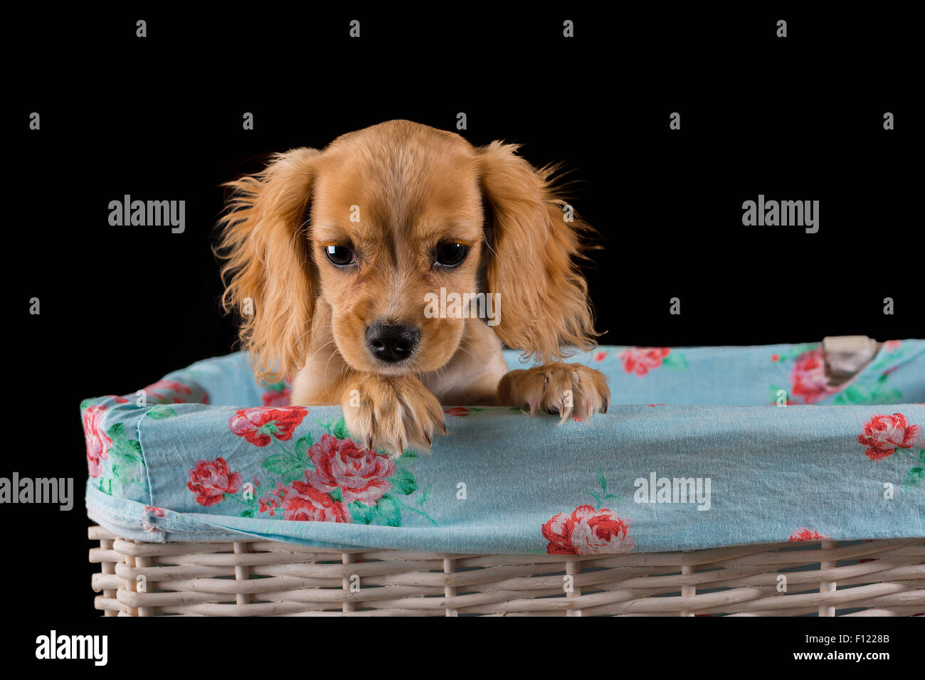 Cucciolo Cavapoo guarda al di fuori di un rivestito di tessuto bianco cesto in vimini con sfondo nero Foto Stock