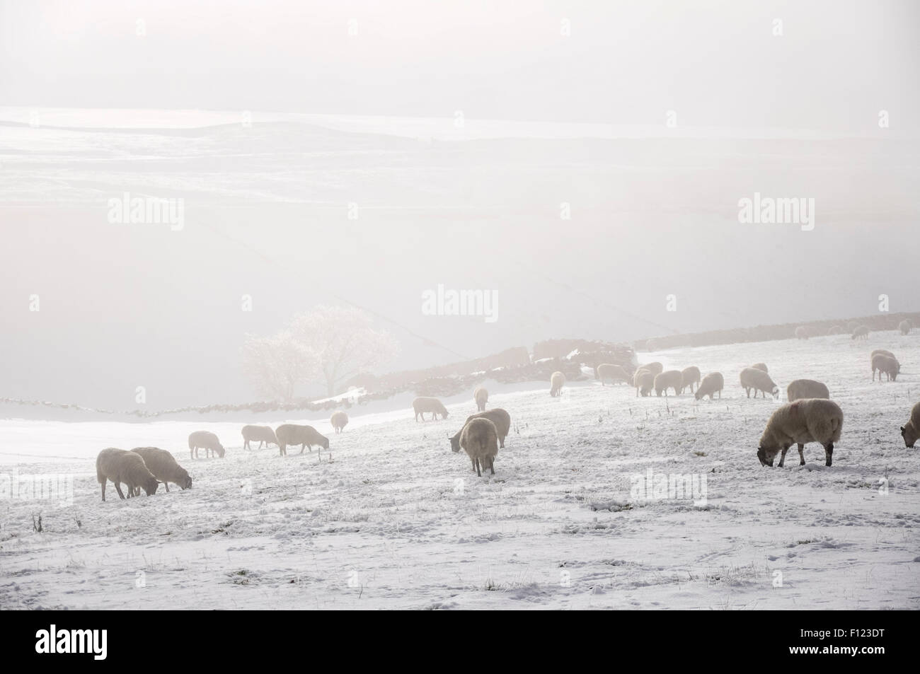 Pascolo delle pecore su una mattina invernale nebbiosa in campi pieni di neve. Una scena sulle colline del Peak District, Derbyshire, Inghilterra. Foto Stock