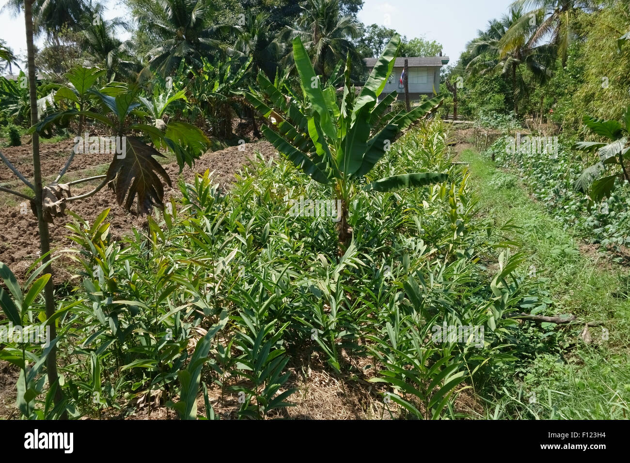 Radice di Zenzero consociata con banani e papaye sollevata su letti di vegetali con i canali di irrigazione su Koh Kret, Bangkok, Tha Foto Stock