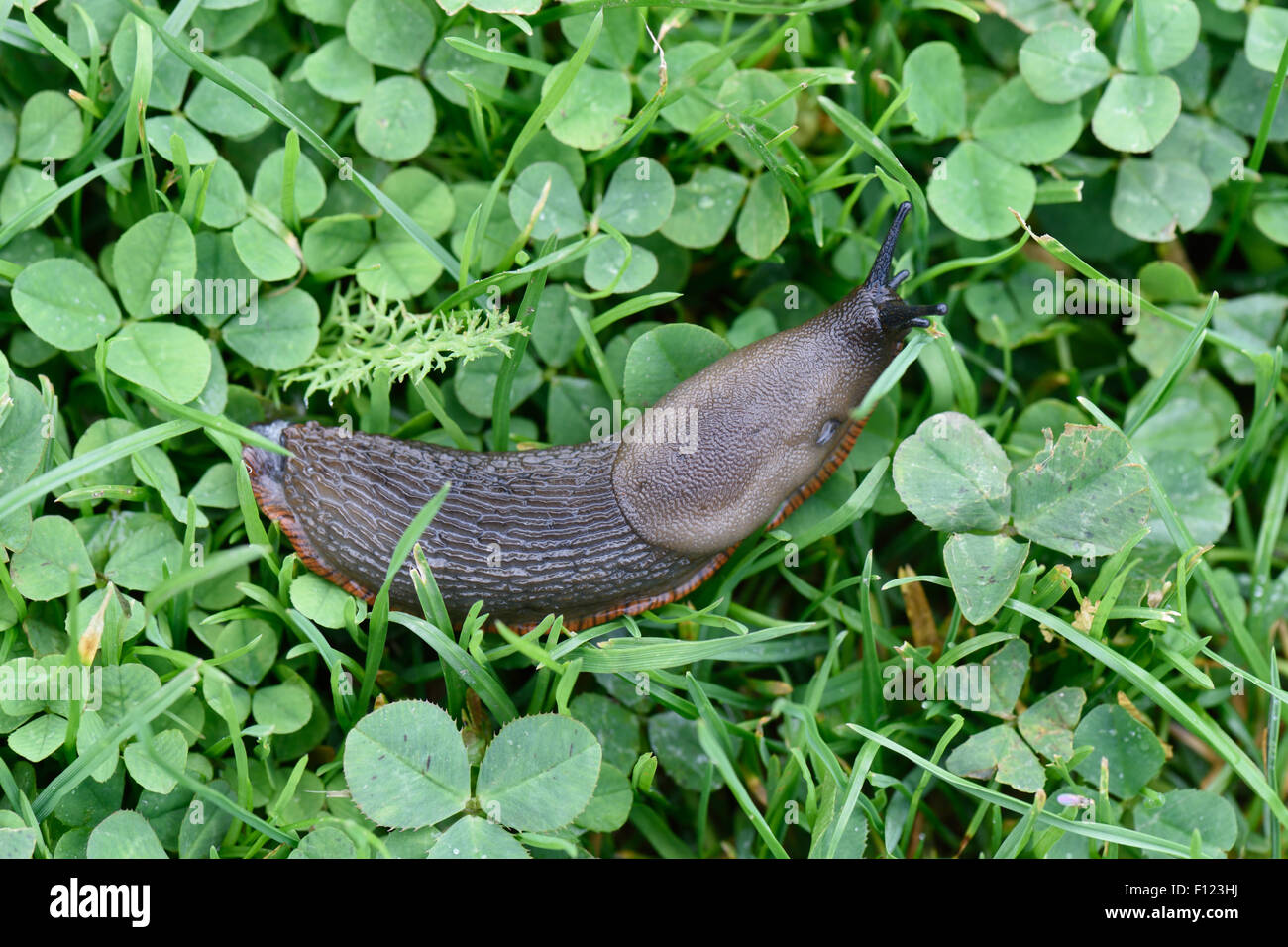 Colore grigio scuro variazione di uno slug spagnolo, Arion vulgaris, su erba, Berkshire, Agosto Foto Stock