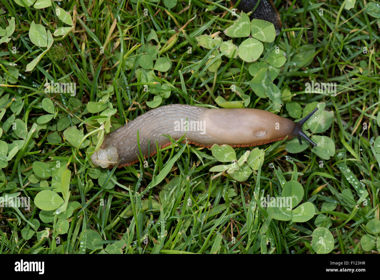 Grigio chiaro beige variazione del colore di un spagnolo slug, Arion vulgaris, su erba, Berkshire, Agosto Foto Stock