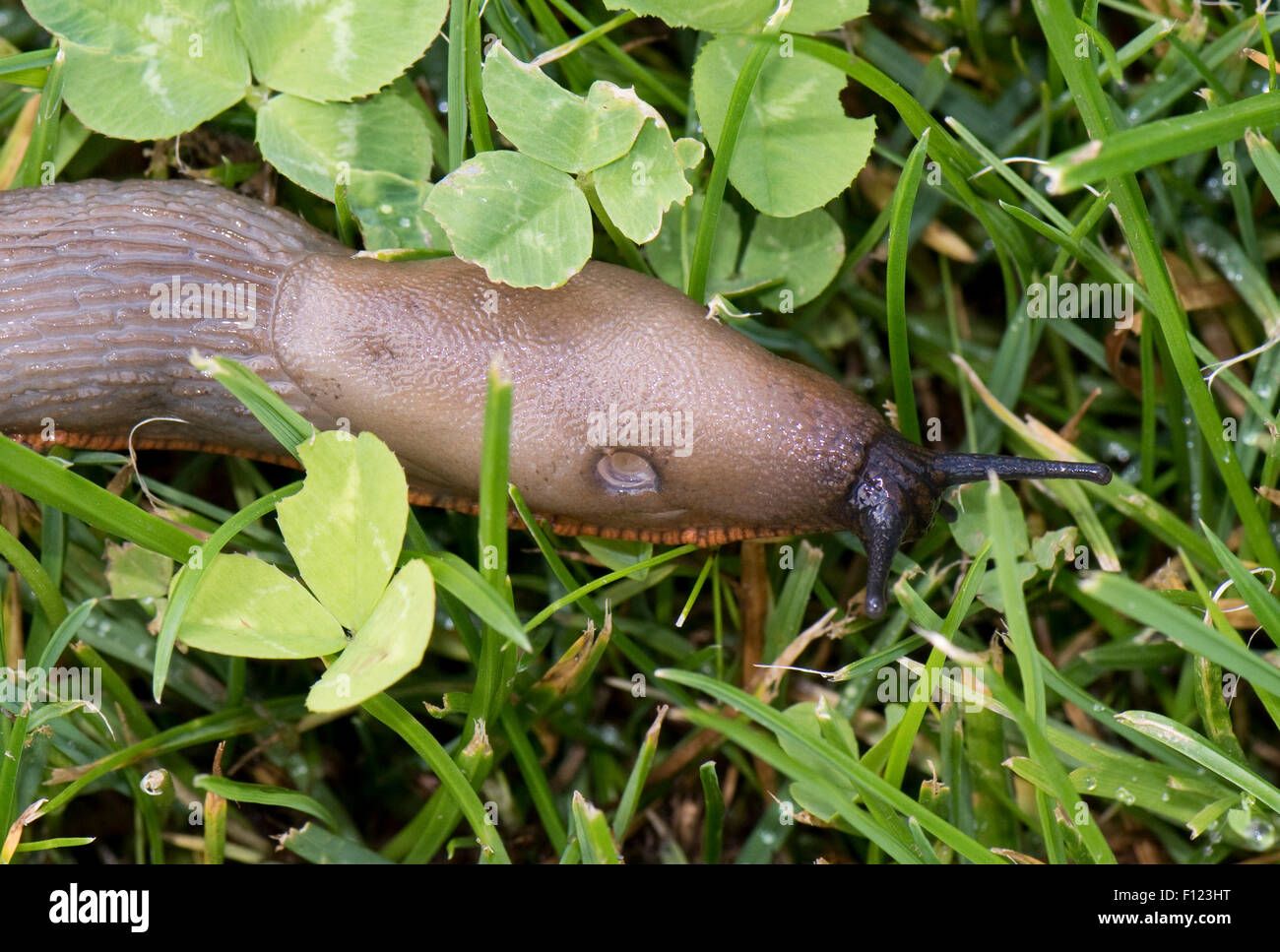 Colore grigio chiaro variazione di uno slug spagnolo, Arion vulgaris, con open pneumostome su erba, Berkshire, Agosto Foto Stock