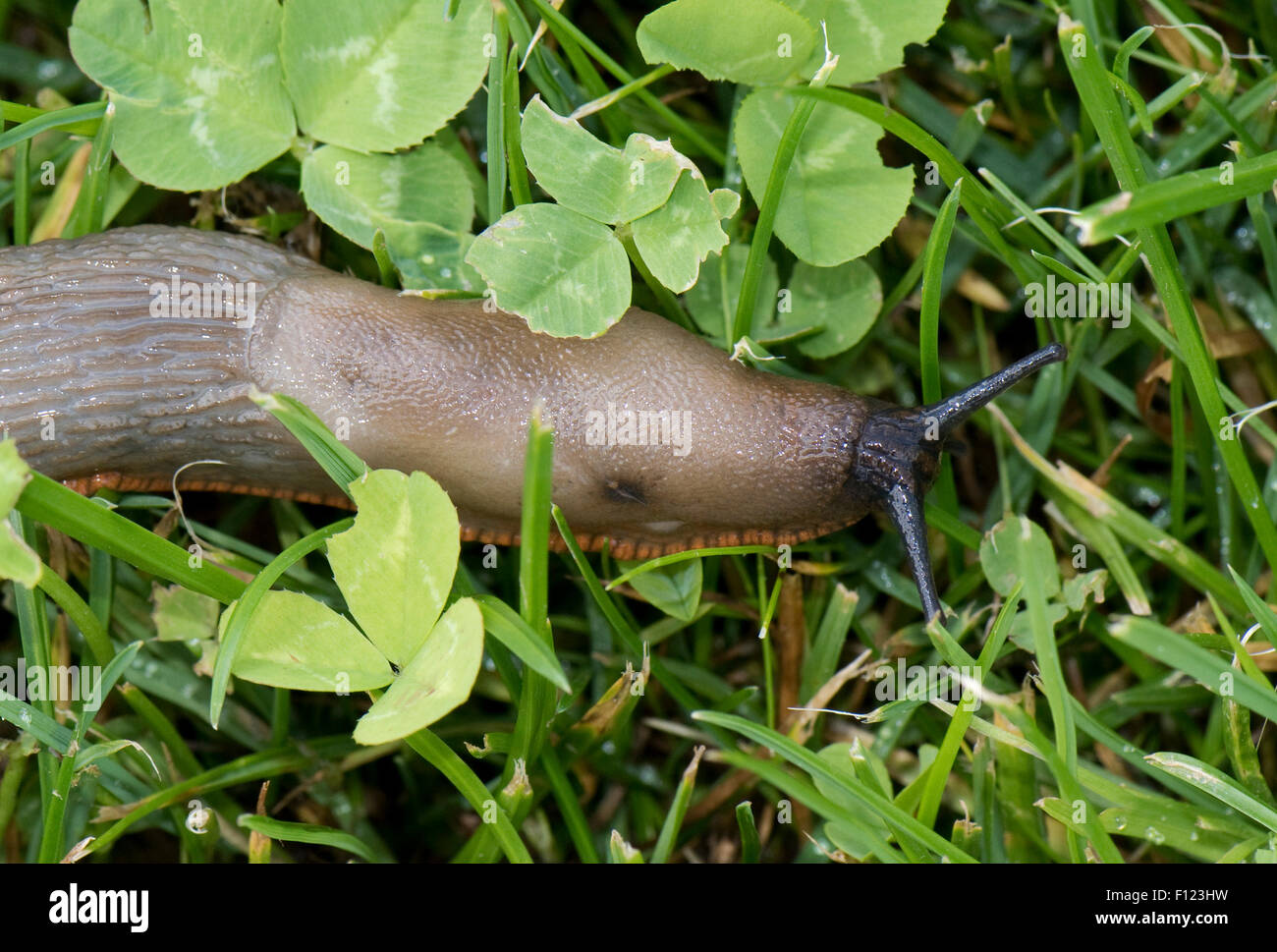 Colore grigio chiaro variazione di uno slug spagnolo, Arion vulgaris, con pneumostome chiuso su erba, Berkshire, Agosto Foto Stock
