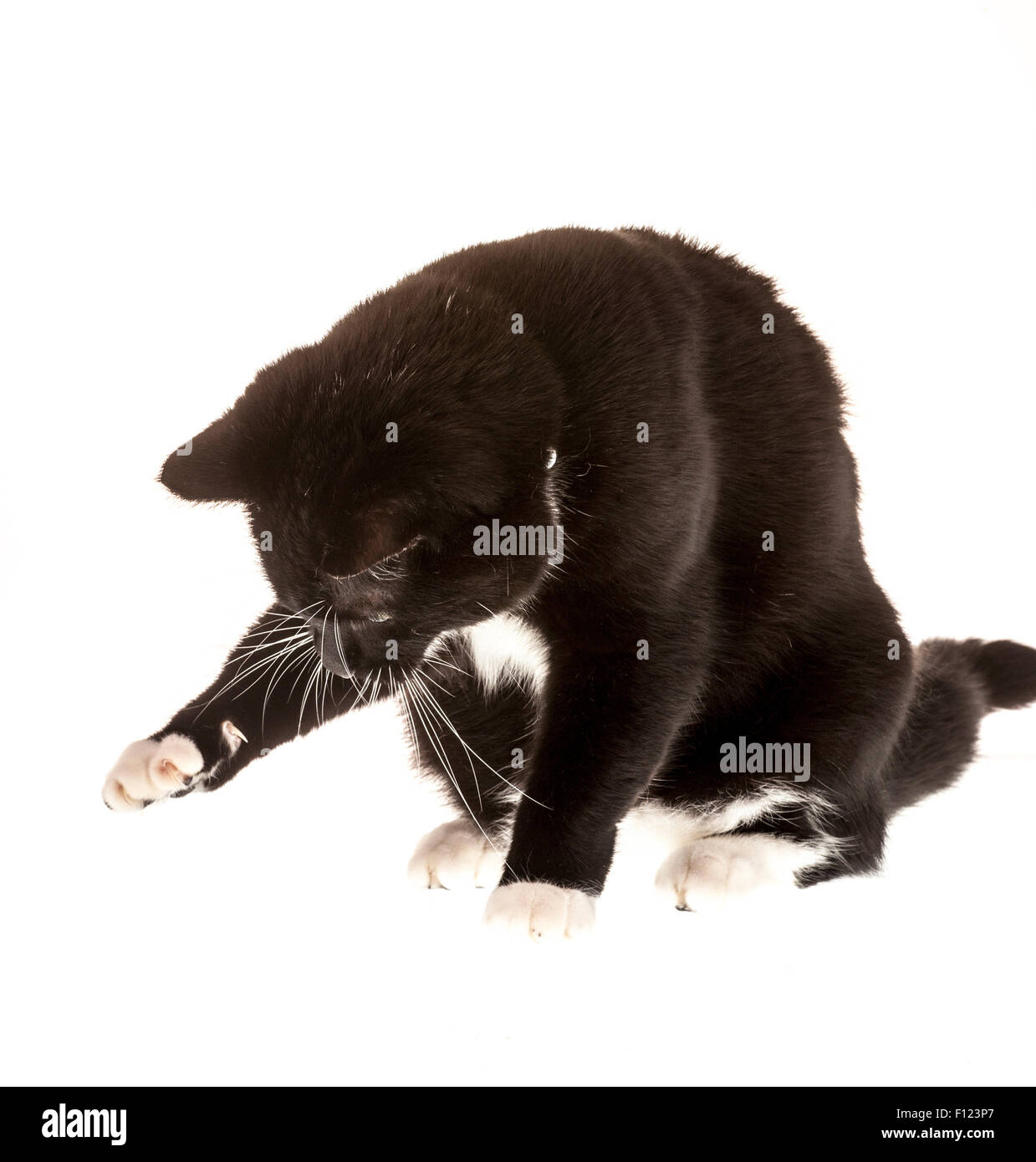 Gatto che gioca su sfondo bianco Foto Stock