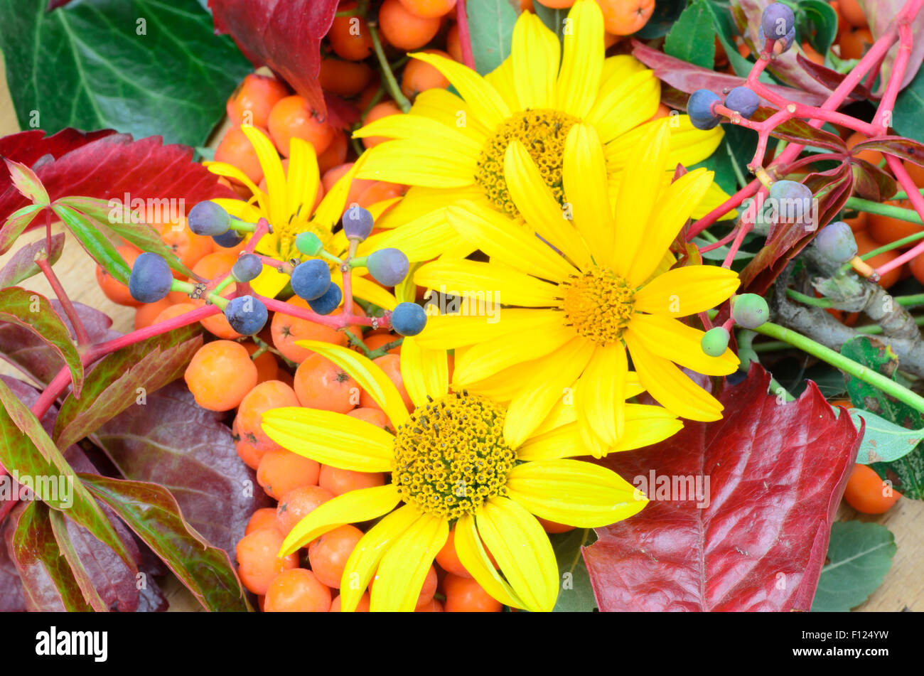 Autunno variopinte piante e fiori composizione Foto Stock