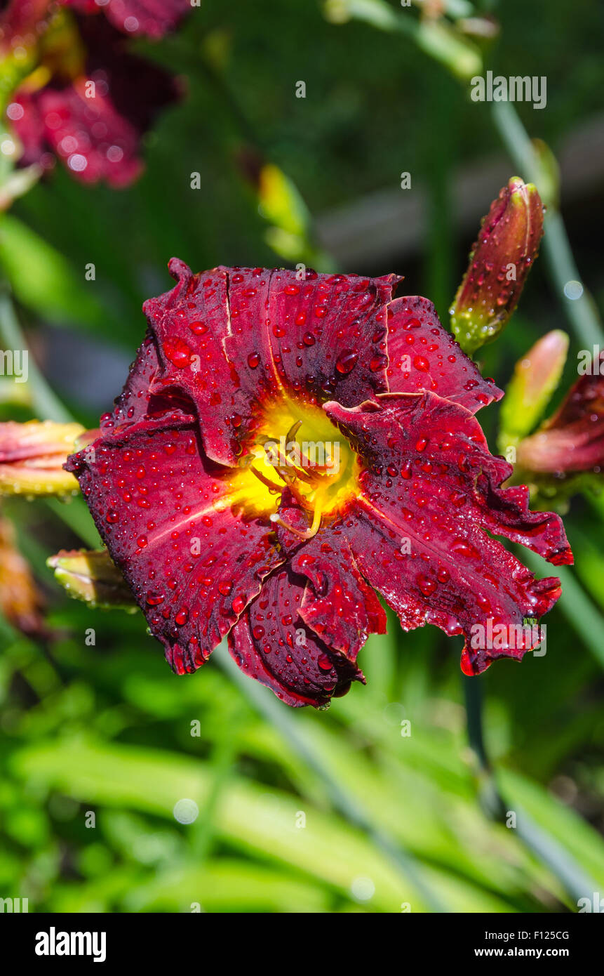 Delicato daylily rosso dopo una pioggia Foto Stock