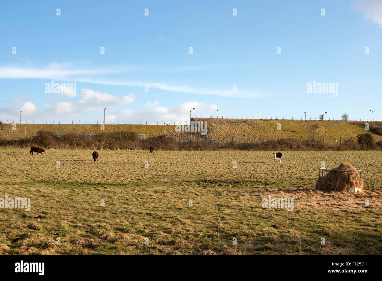 Il pascolo di bestiame sulla ex RAF stazione radar a Bawdsey, Suffolk, Regno Unito. Foto Stock