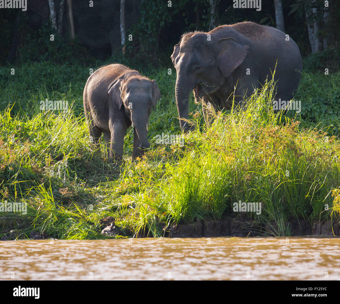 Bornean elefante pigmeo (Elephas maximus borneensis), fiume Kinabatangan, Sabah, Malaysia Foto Stock