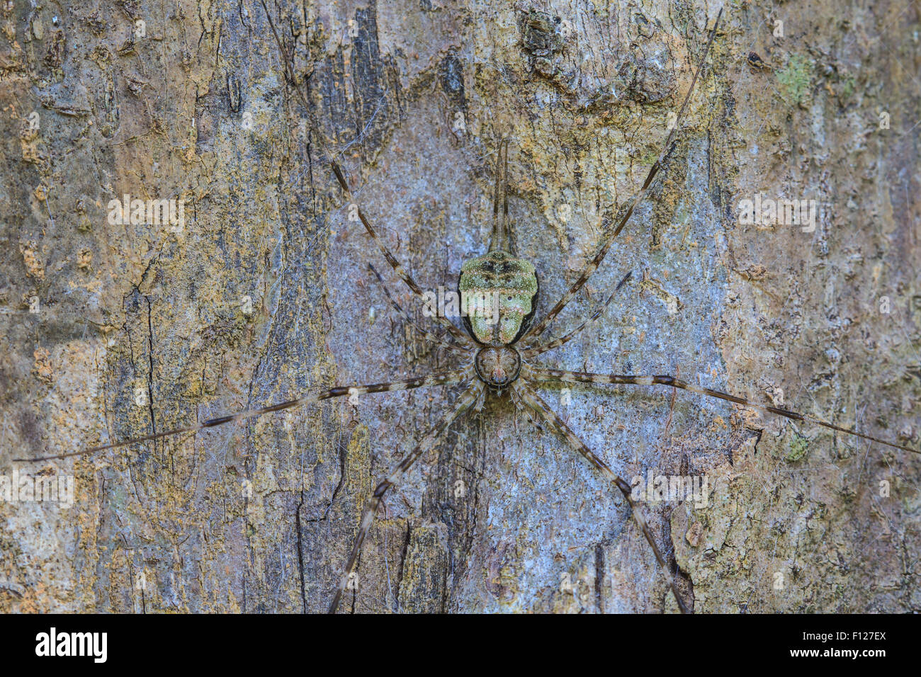 Ragno in foresta, abstract in background della natura Foto Stock