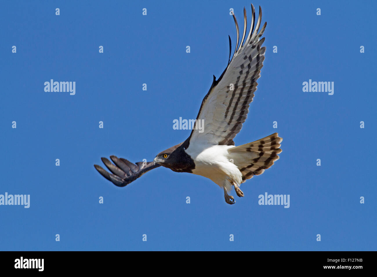Nero-chested Snake Eagle in volo, il Parco Nazionale Kruger, Provincia di Limpopo, Sud Africa Foto Stock