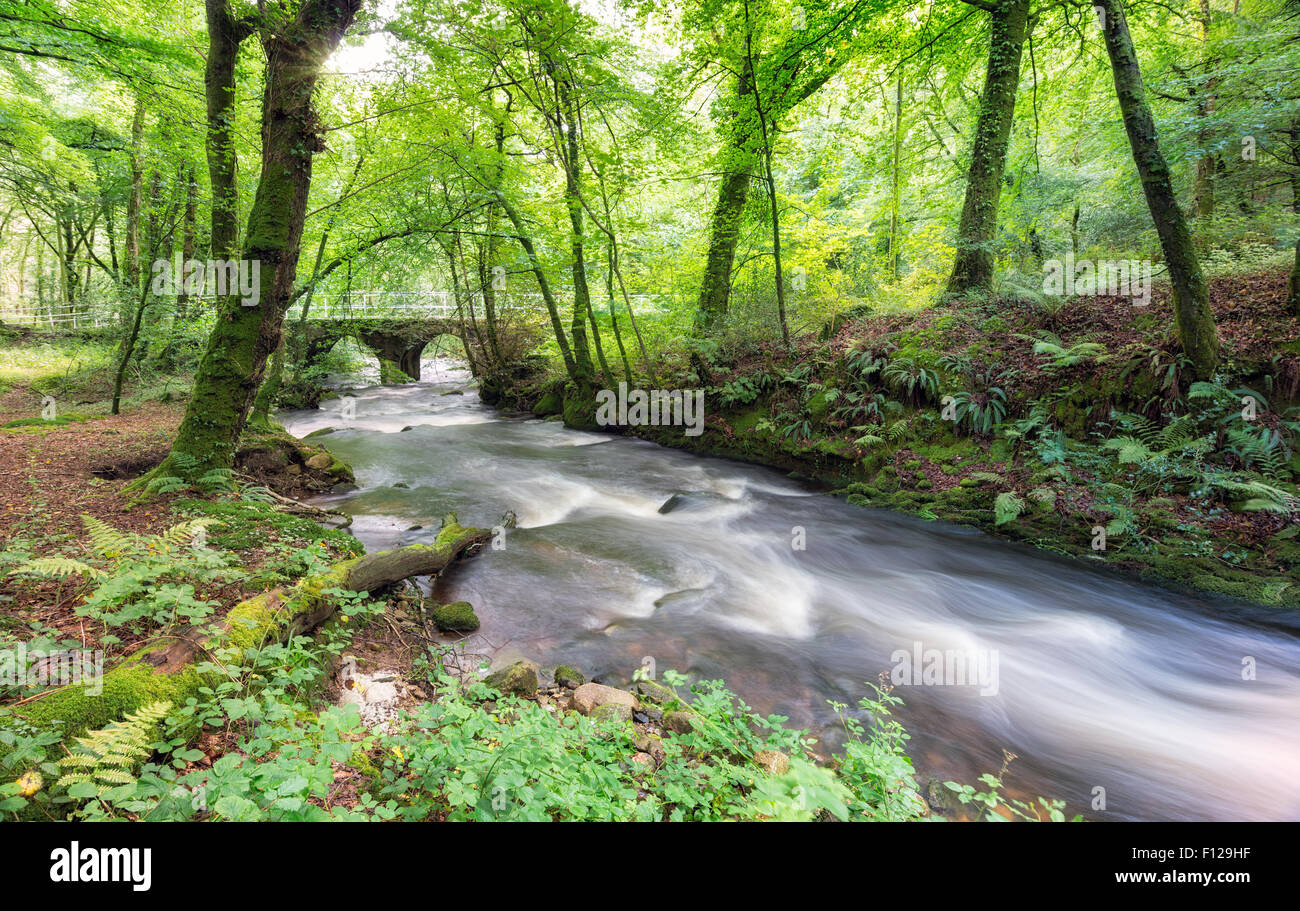 Il fiume Bedalder a fluire attraverso il bosco a Warleggan su Bodmin Moor in Cornovaglia, noto anche come il fiume Warleggan Foto Stock