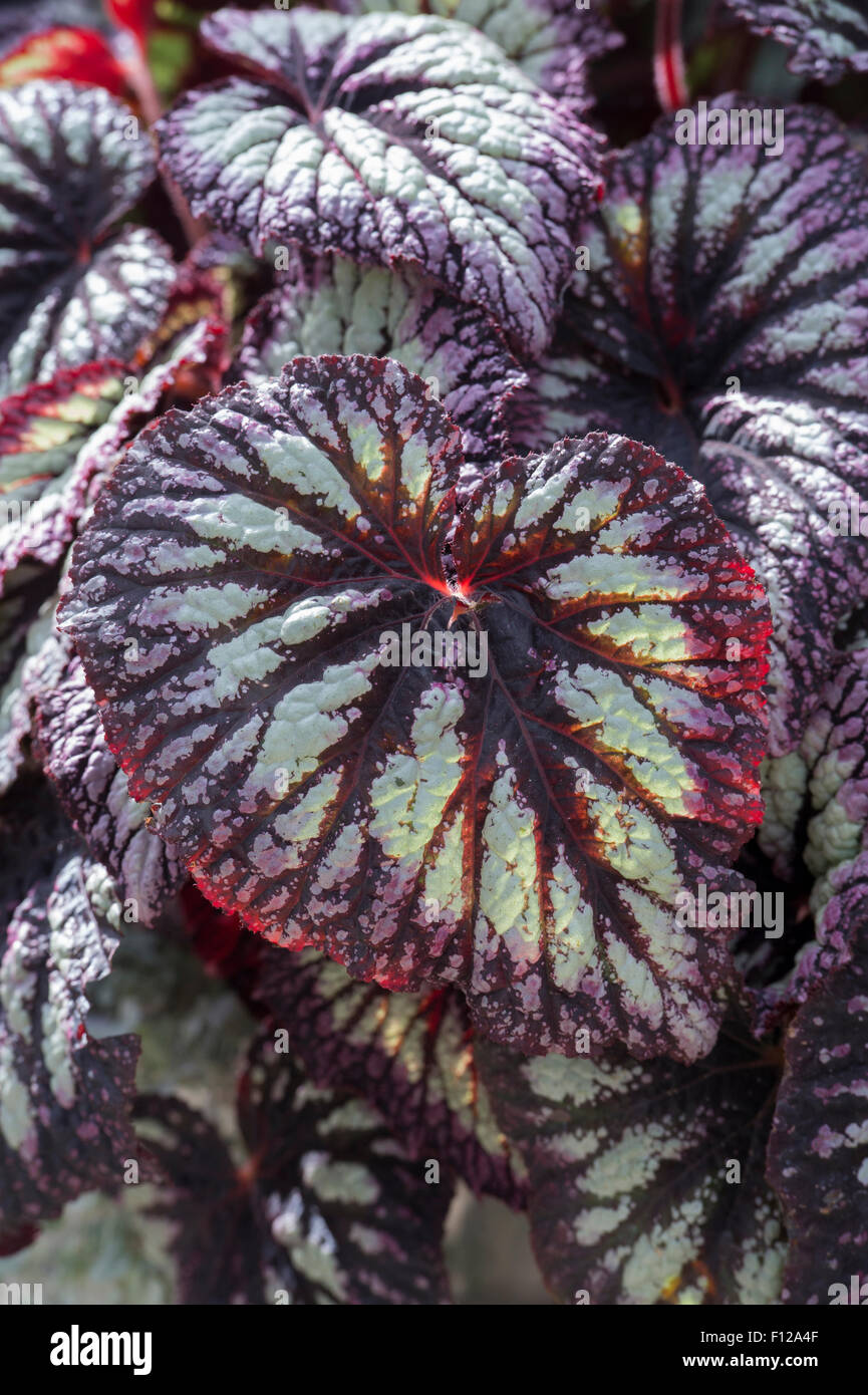 Begonia 'fuochi d'artificio' lascia Foto Stock