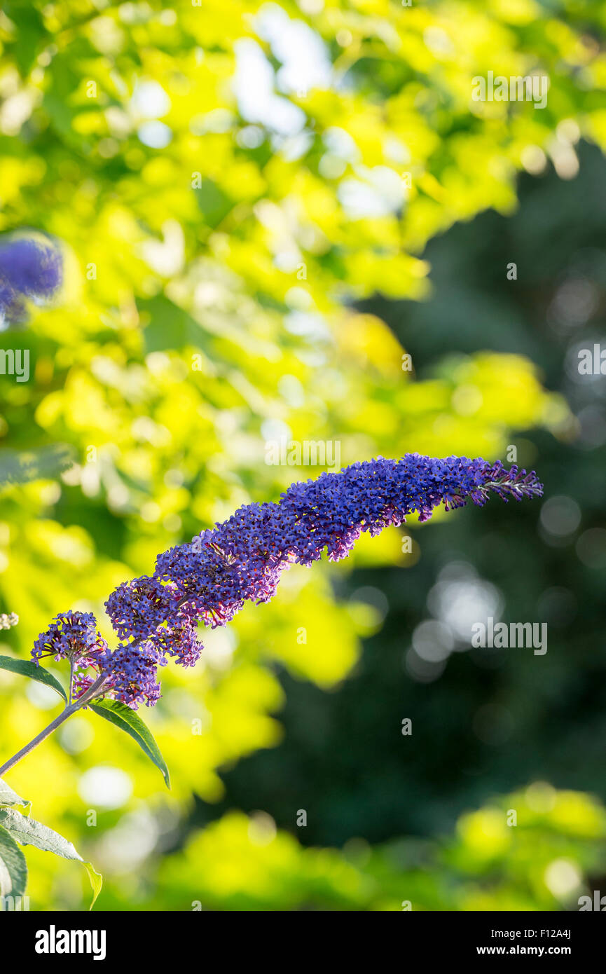 Buddleja fioritura nell'ombra di luce del sole di mattina. Boccola a farfalla Foto Stock