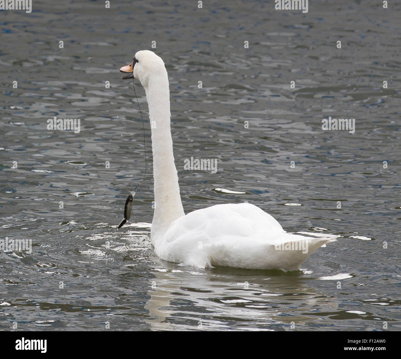 Lago di Windermere, Cumbria, Regno Unito. Il 25 agosto, 2015. Regno Unito: Meteo Bowness Bay un cigno è stato liberato dalla RSPCA & laghi operaio ,è stata angoscia , che aveva un amo da pesca ,line & peso bloccato attaccata alla sua bill ,RSPCA provato ad angolo tra i piloni ,ma è andato sotto il molo , hanno seguito la spiaggia dove un RSPCA ufficiale sulla spiaggia e RSPCA officer saltato della barca nel lago corned tra tutti gli altri cigni . Esso è stato poi catturato ,il gancio e la linea è stata rimossa, il Cigno è stato poi preso da controllare . Credito: Gordon Shoosmith/Alamy Live News Foto Stock