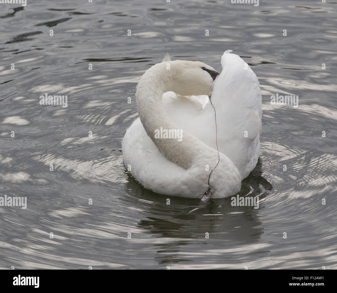 Lago di Windermere, Cumbria, Regno Unito. Il 25 agosto, 2015. Regno Unito: Meteo Bowness Bay un cigno è stato liberato dalla RSPCA & laghi operaio ,è stata angoscia , che aveva un amo da pesca ,line & peso bloccato attaccata alla sua bill ,RSPCA provato ad angolo tra i piloni ,ma è andato sotto il molo , hanno seguito la spiaggia dove un RSPCA ufficiale sulla spiaggia e RSPCA officer saltato della barca nel lago corned tra tutti gli altri cigni . Esso è stato poi catturato ,il gancio e la linea è stata rimossa, il Cigno è stato poi preso da controllare . Credito: Gordon Shoosmith/Alamy Live News Foto Stock