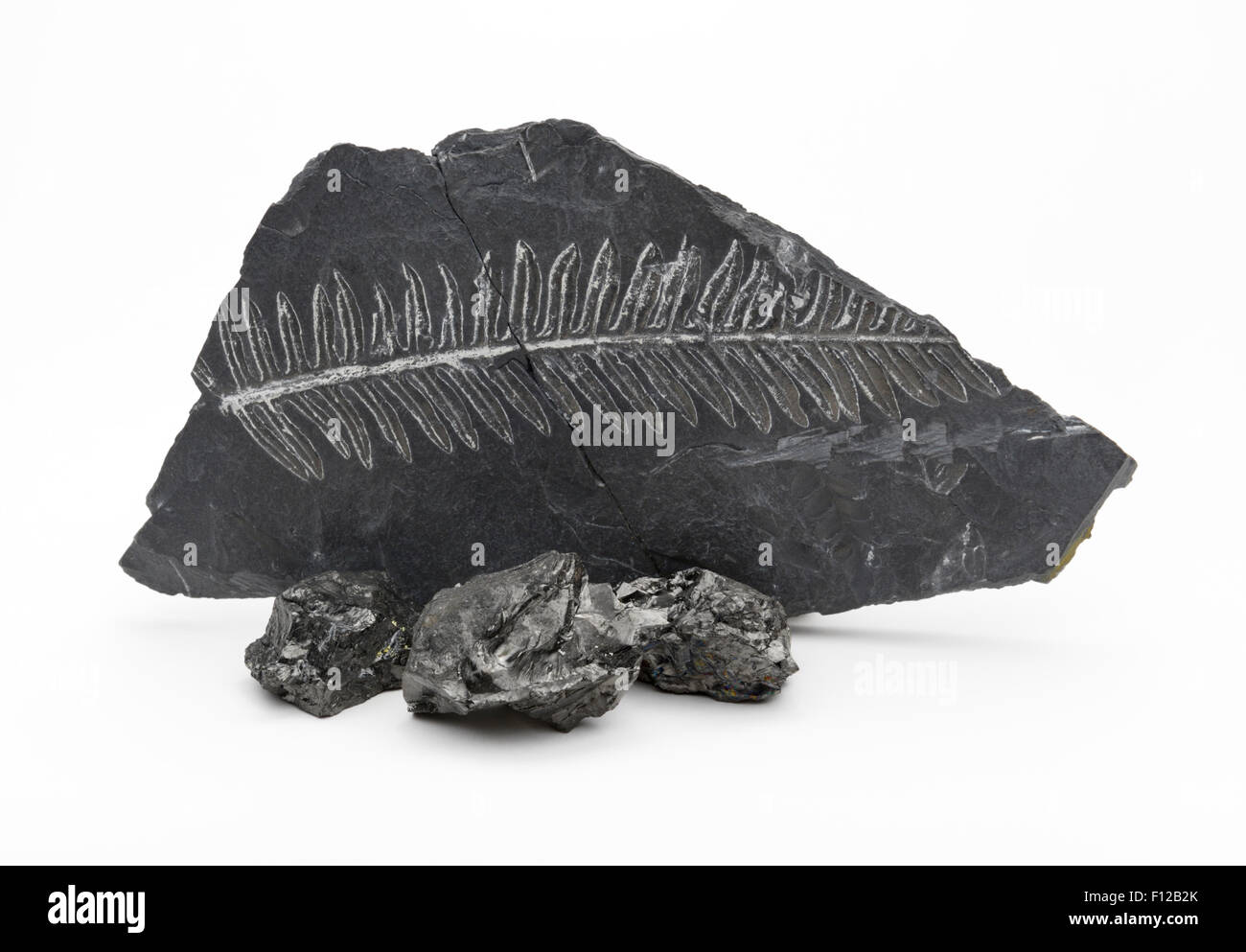 Con carbone fossile di felce in roccia argillosa Foto Stock