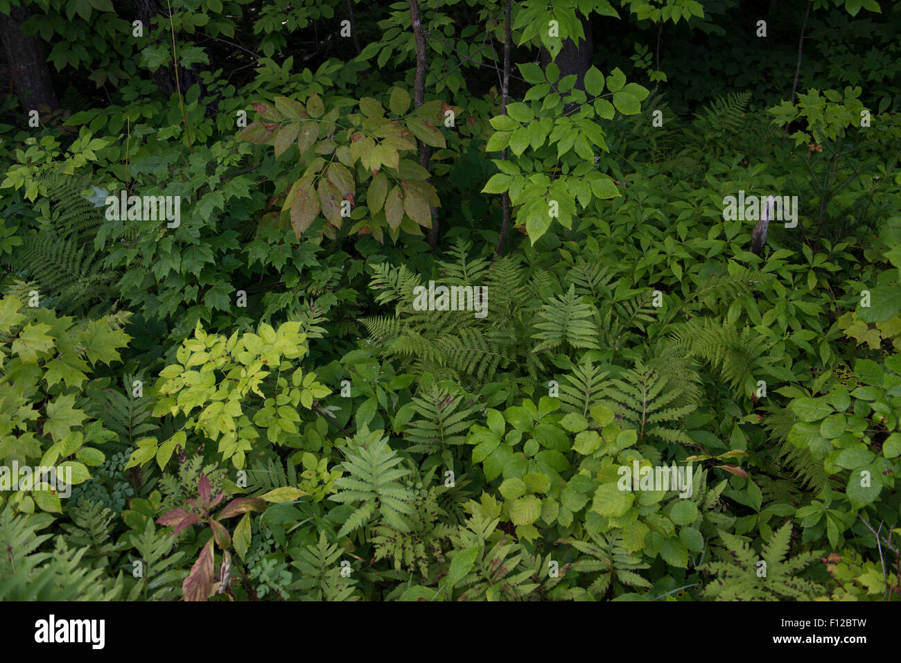 Phillips, Maine. Il fogliame sul ciglio della strada. Foto Stock