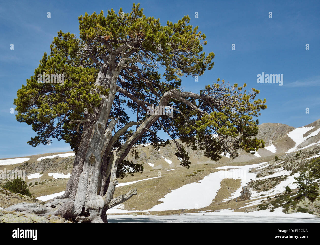 Il singolo albero di pino di montagna cirque Foto Stock
