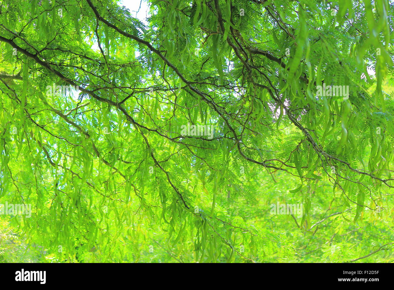 Rami di robinia con foglie di colore verde chiaro e maturazione oblunghi frutti lineare Foto Stock