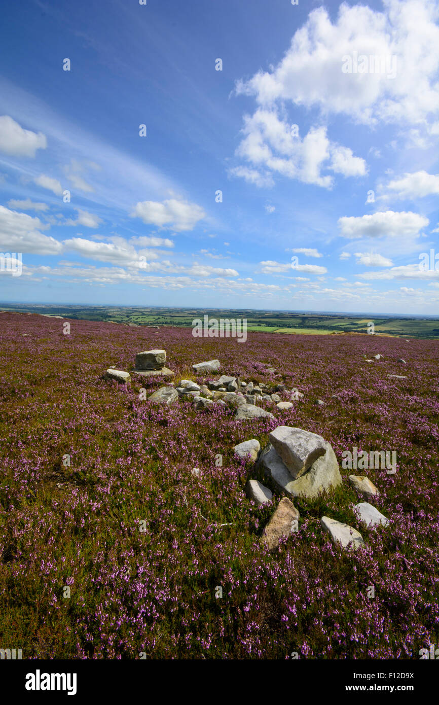 Moor Heather Foto Stock