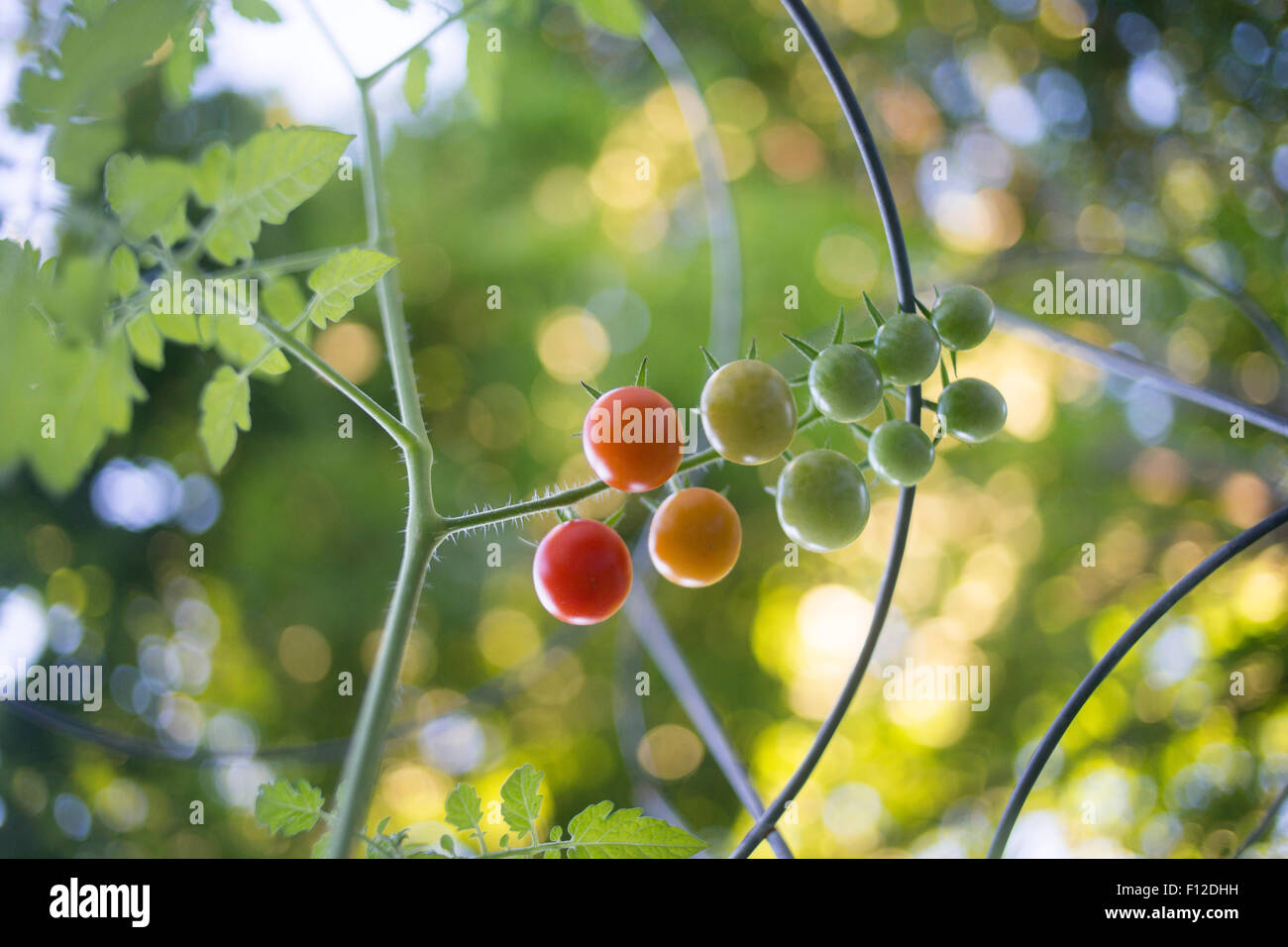 Pomodori uva maturazione contro una gabbia di pomodoro Foto Stock