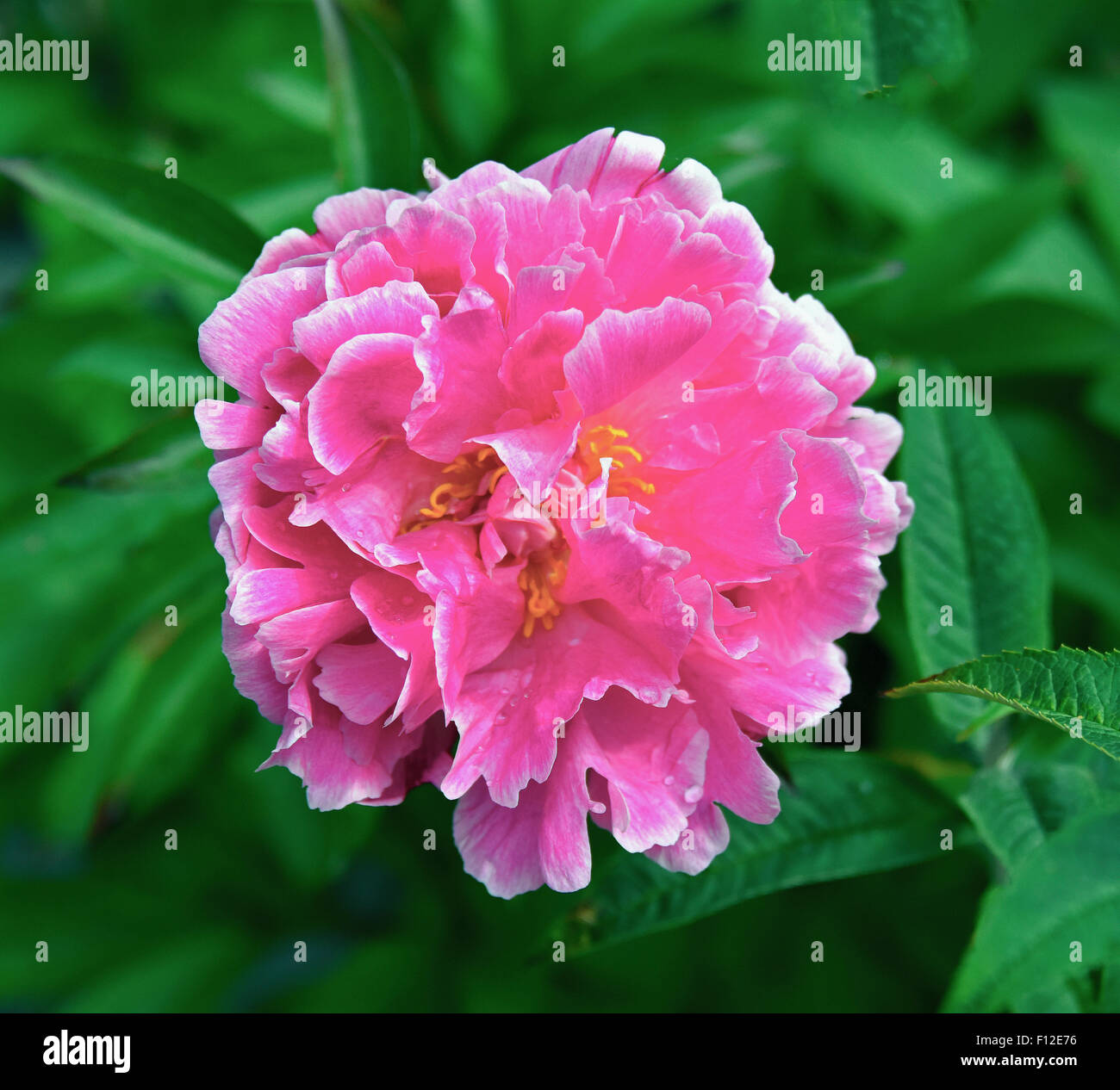 Rosa, carissima. Foto Stock