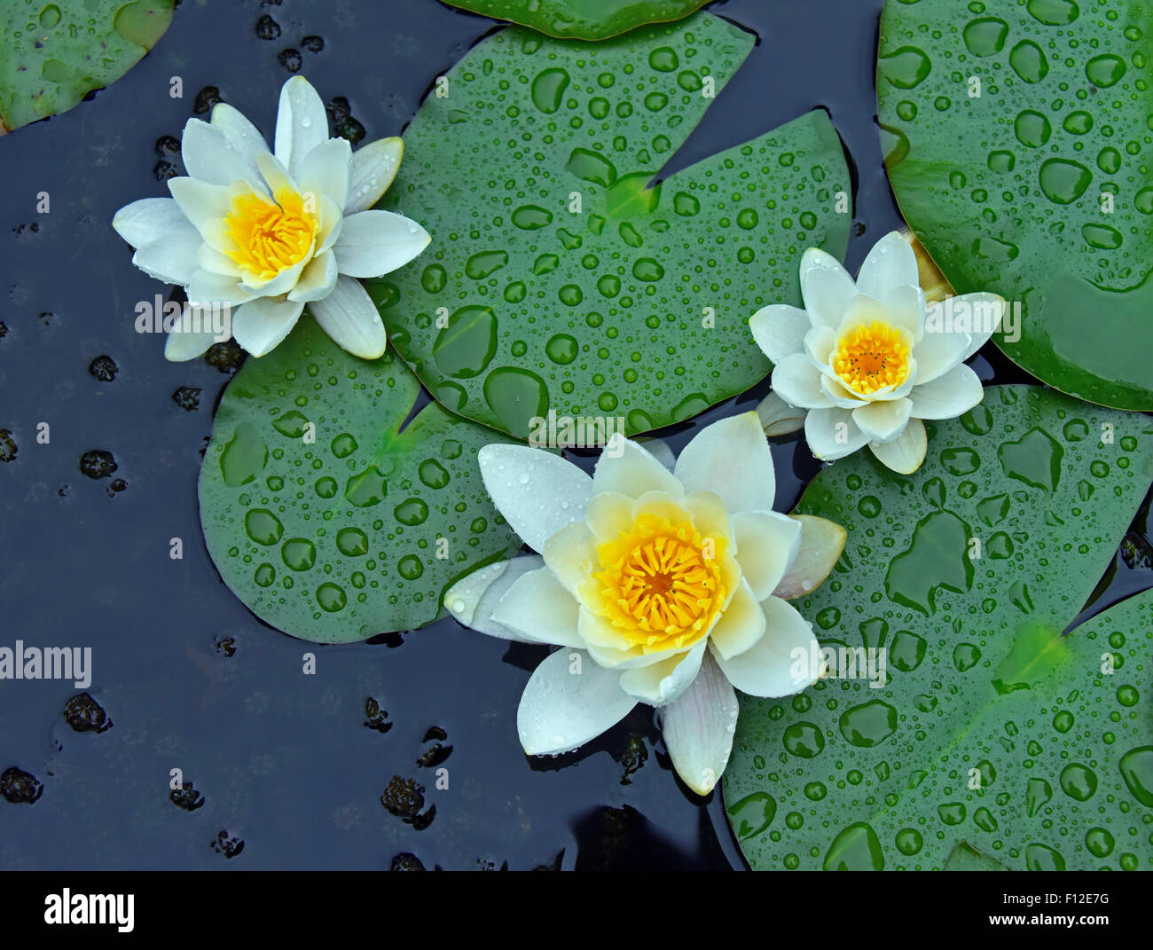 Ninfea Bianca. (Nymphaea alba). Foto Stock