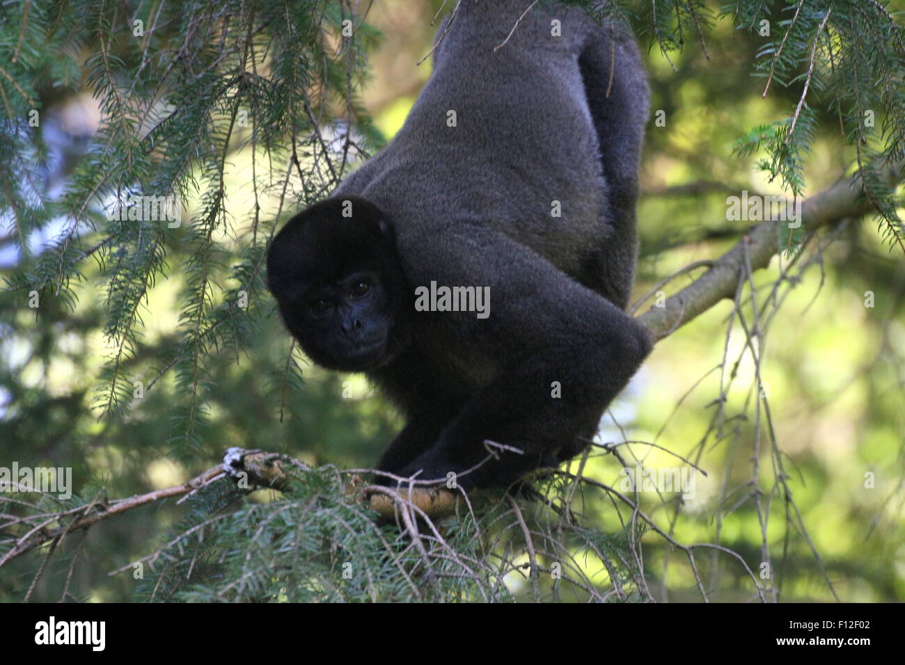 Sud Americana marrone o Humboldt's lanosi scimmia (Lagothrix lagotricha) in alto in una struttura ad albero Foto Stock