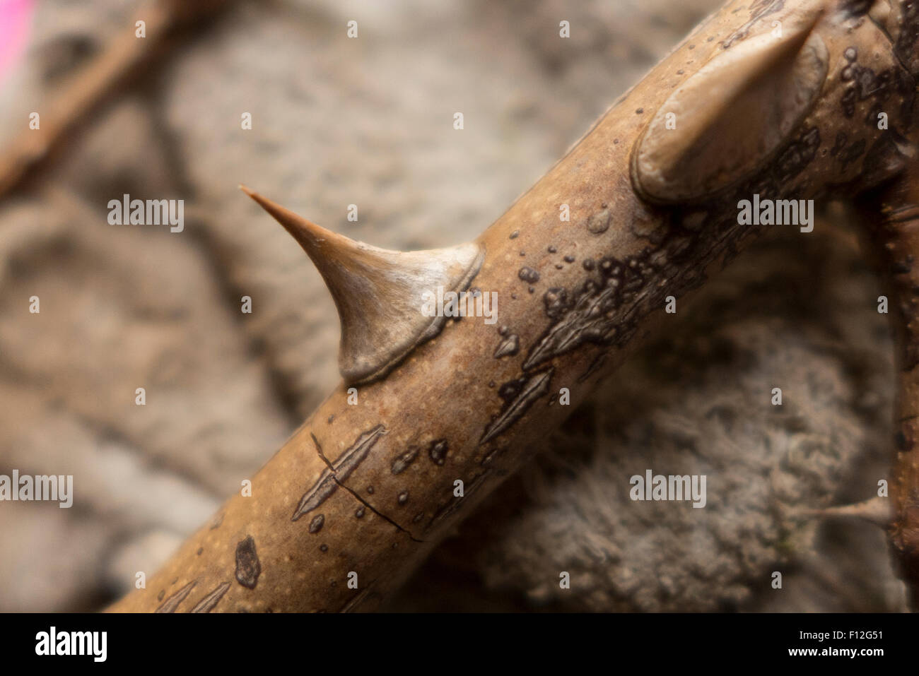 Spina di rosaio. Foto Stock