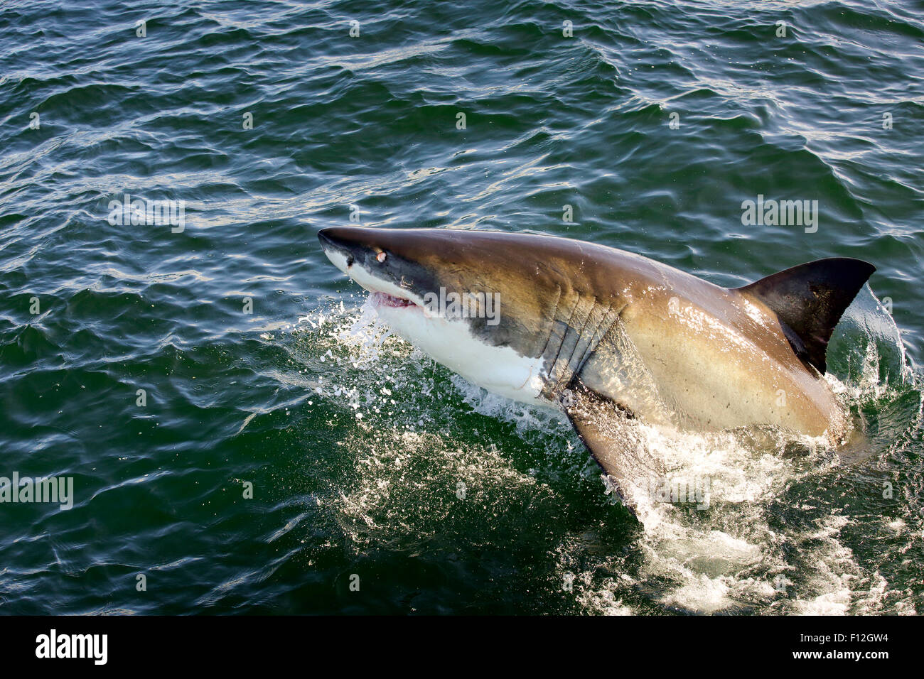 Il grande squalo bianco (Carcharodon carcharias) violazione Foto Stock