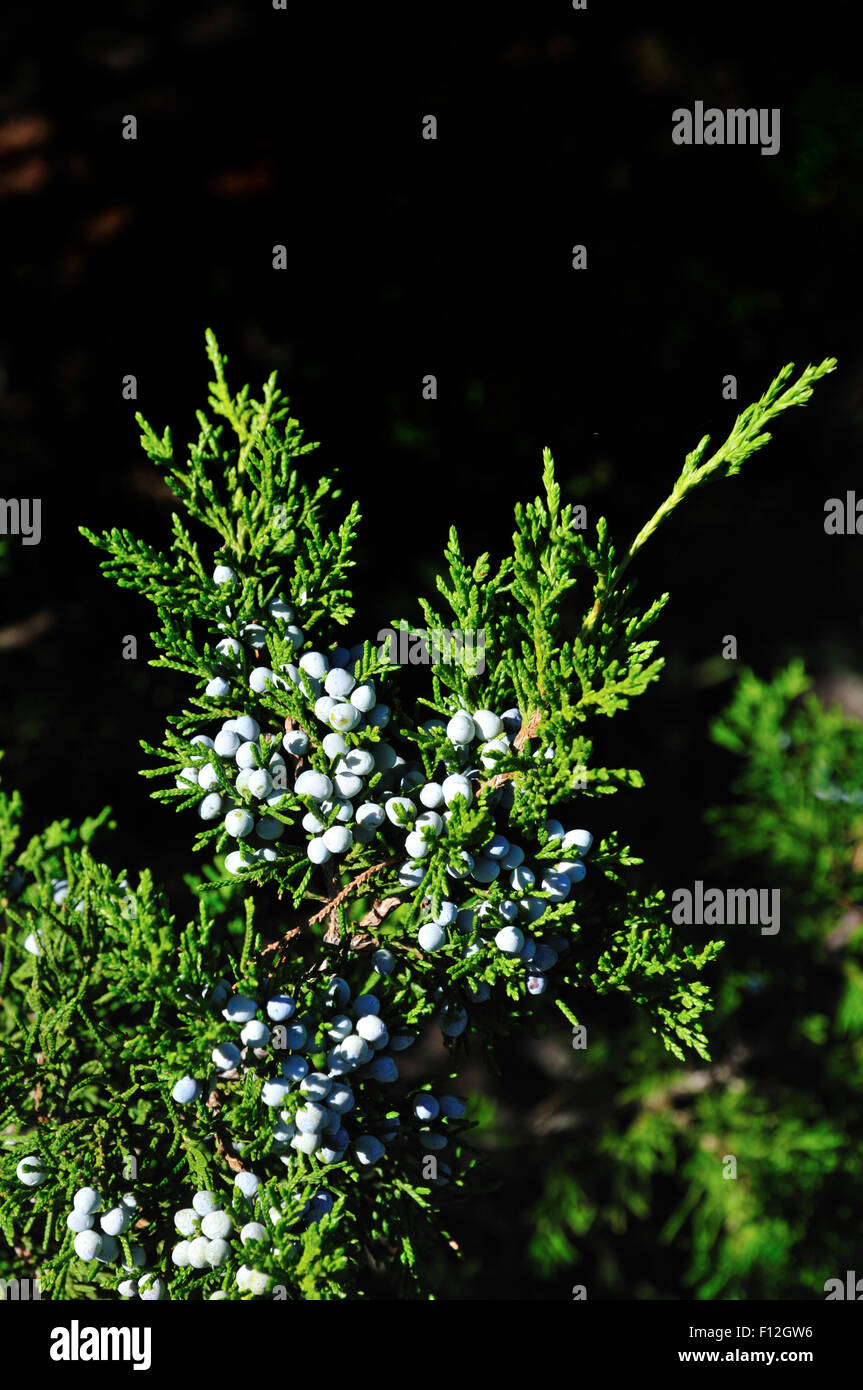 Juniperus Virginiana (Eastern red cedar, cedro rosso, orientale, Ginepro ginepro rosso, matita cedar) è una specie di ginepro t nativo Foto Stock