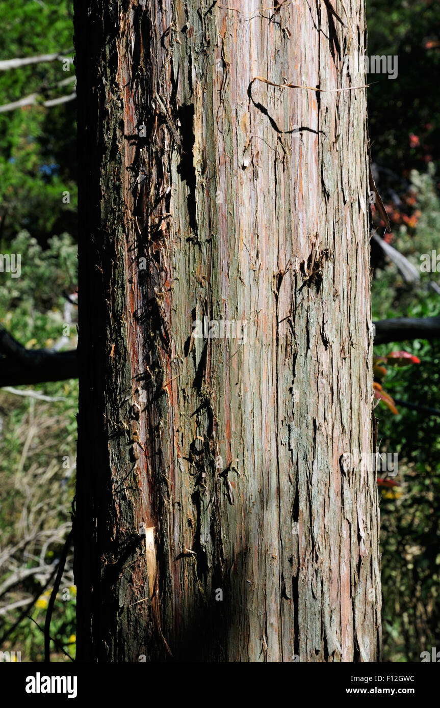 Tronco di cedro rosso (Juniperus Virginiana, Eastern red cedar, orientale, Ginepro ginepro rosso, matita cedar), una specie di ginepro Foto Stock