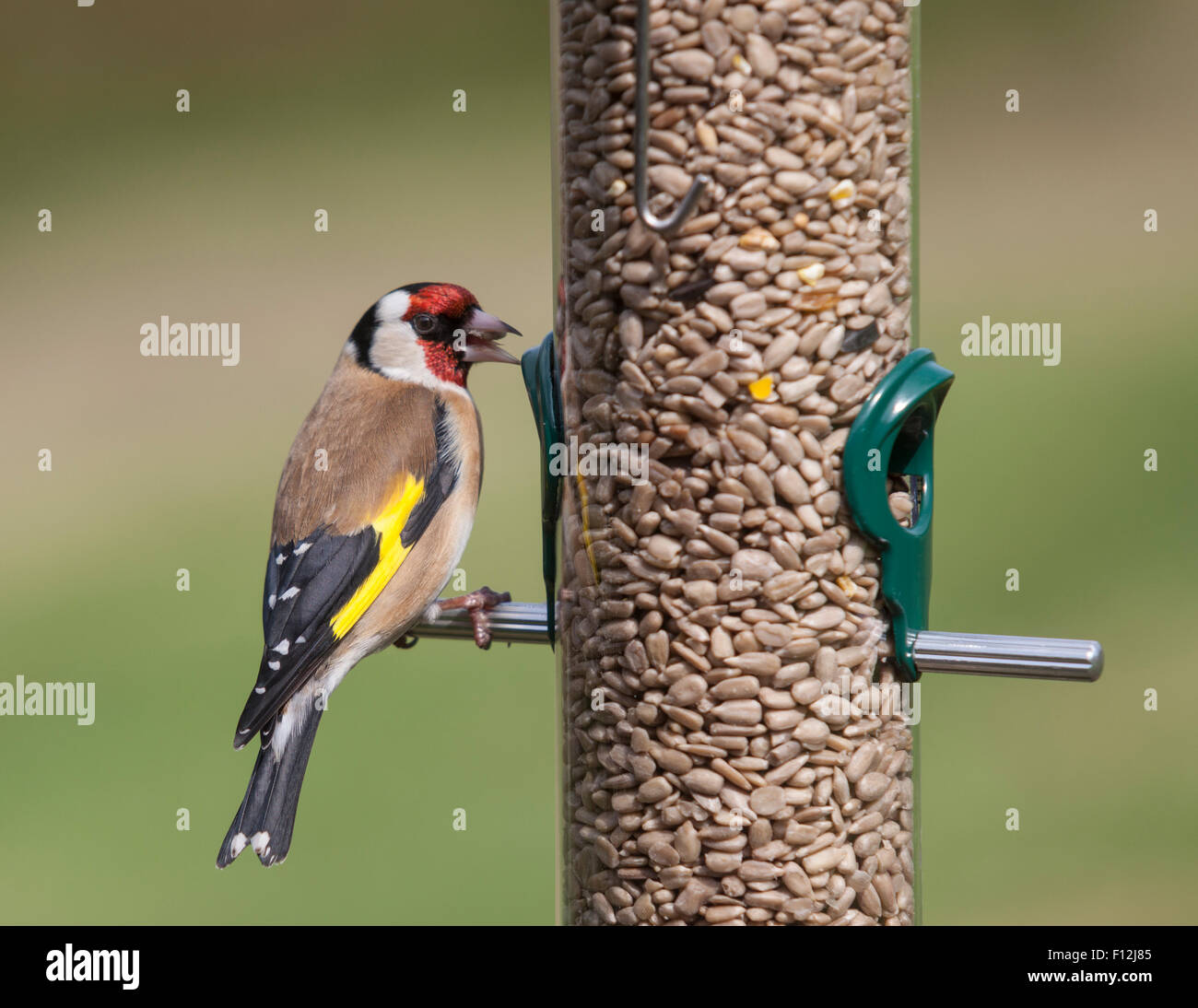 Cardellino europeo (Carduelis carduelis) appollaiato su un girasole alimentatore con un seme nel suo becco. Defocussed sfondo. Foto Stock