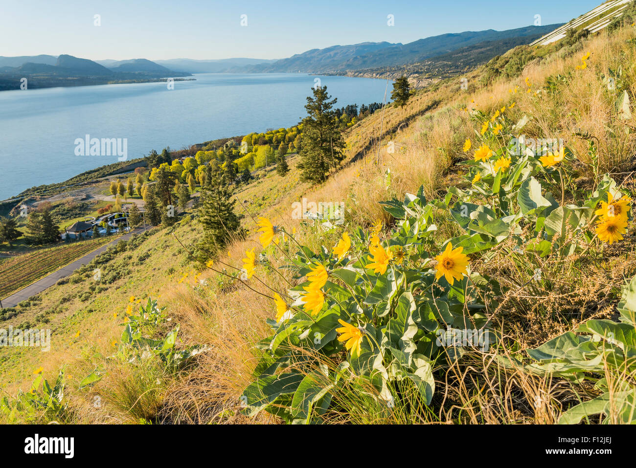 Balsamroot girasoli, Penticton, Okanagan Valley, British Columbia, Canada Foto Stock