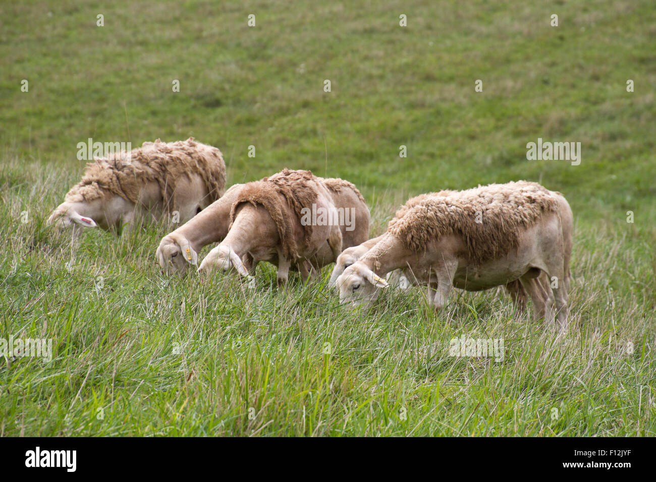 Cinque in parte rasata wooly di pecore pascolano insieme in un prato erboso in estate Foto Stock