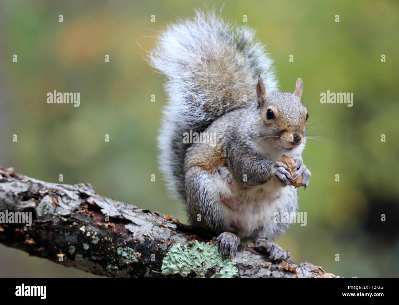 American scoiattolo grigio (Sciurs carolinensis) seduto su un ramo in caduta di mangiare un dado Foto Stock