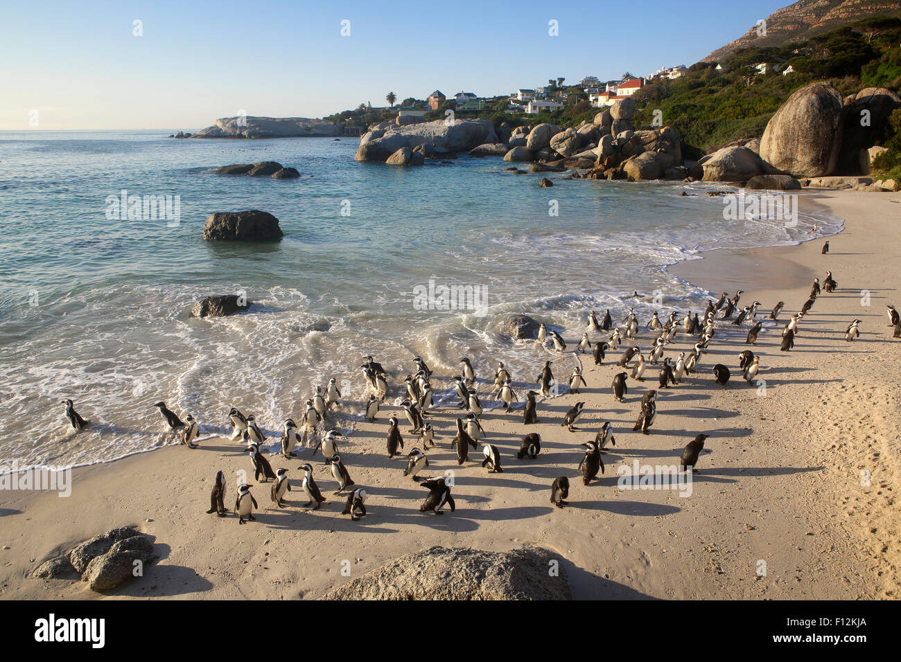 Pinguino africano (Spheniscus demersus) Colonia a Boulders Beach, Città del Capo Foto Stock