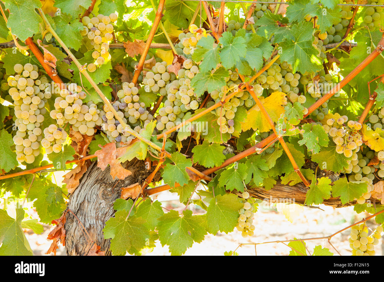 Il Sauvignon Blanc l'uva, Roblar Cantina Santa Ynez Valley, California Foto Stock