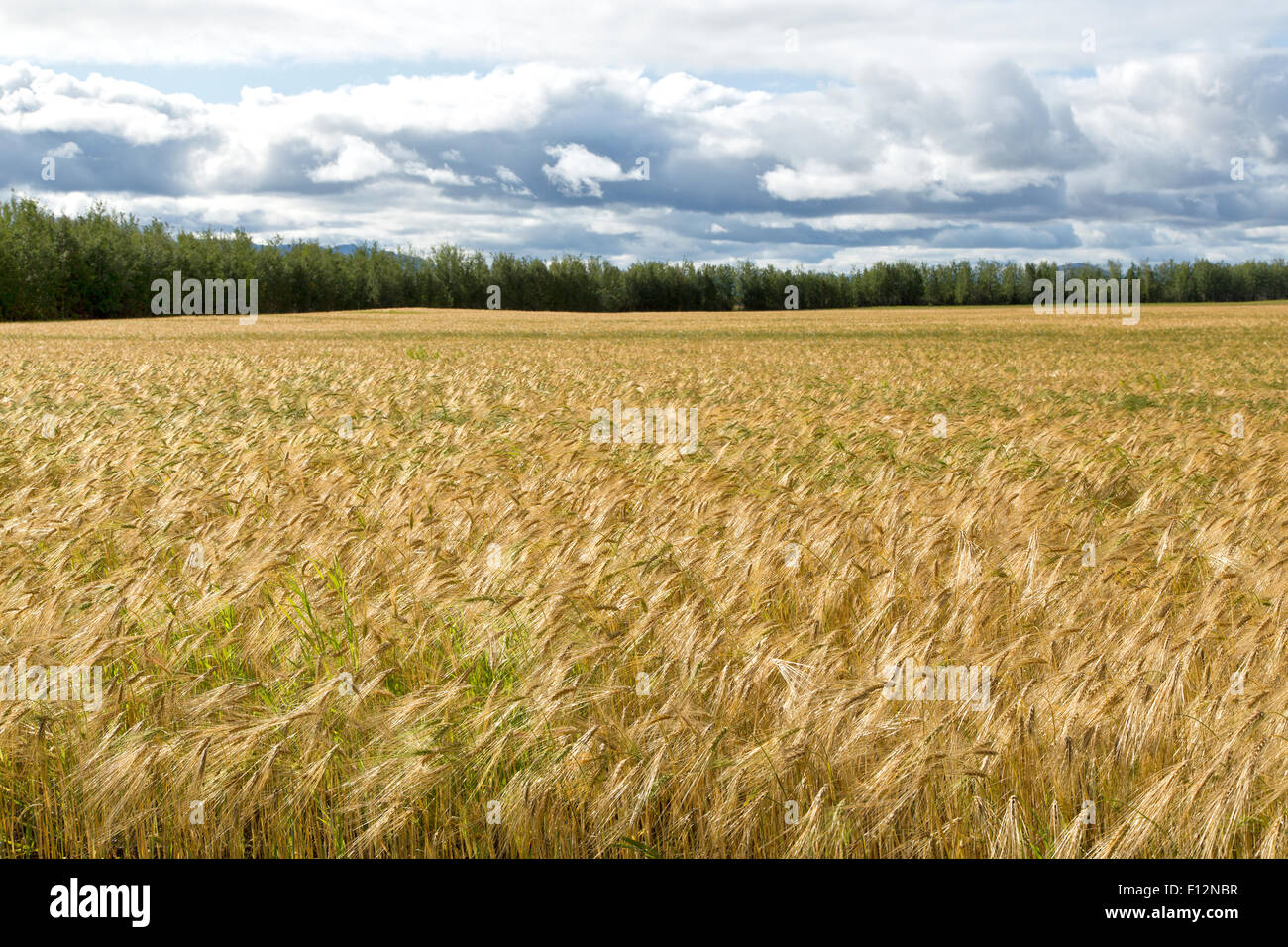 La stagionatura Albright 6 fila orzo primaverile campo " Hordeum vulgare ". Foto Stock