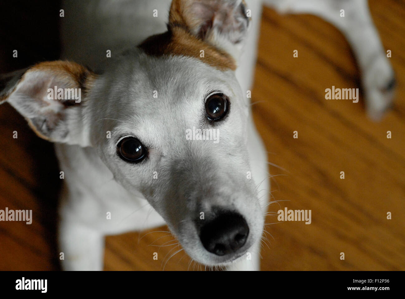 Jack Russell cane di razza Foto Stock