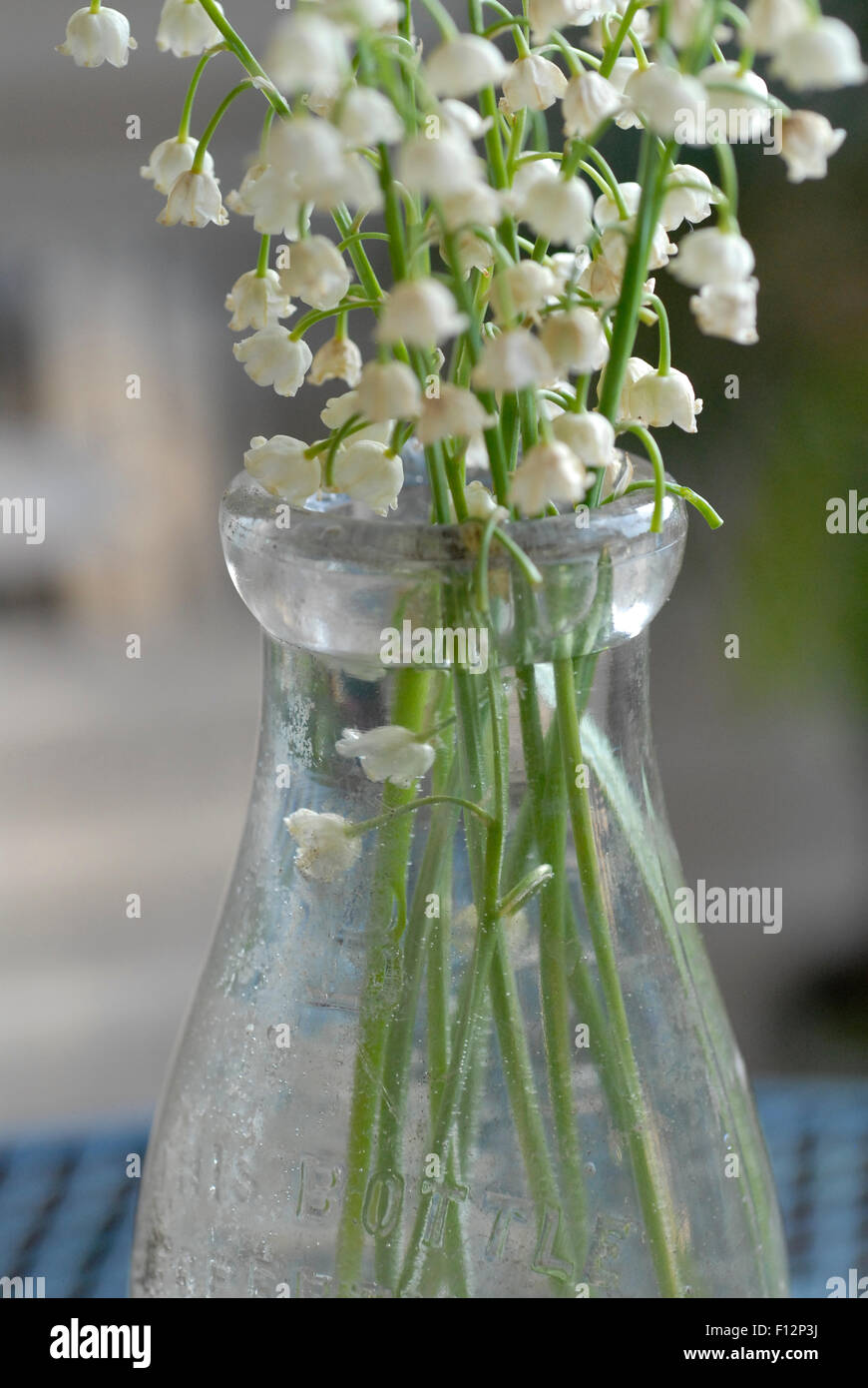 Leggermente appassite il giglio della valle dei fiori in vecchia bottiglia di latte. Foto Stock