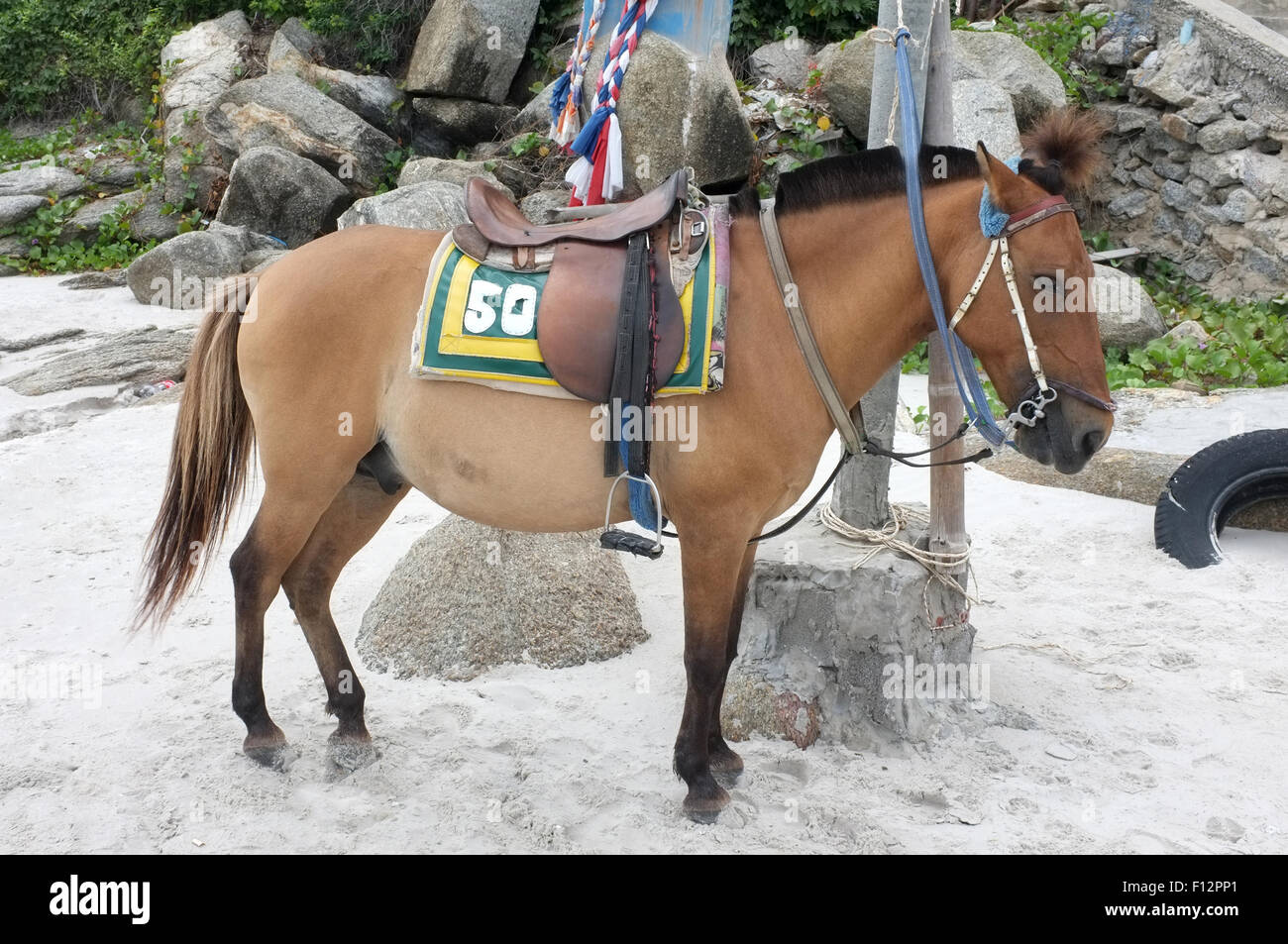 Marrone a cavallo sulla spiaggia per i turisti la ricreazione Foto Stock
