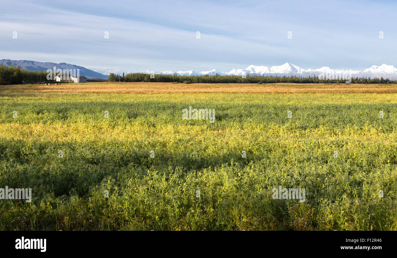 La stagionatura campo giallo piselli, orzo primaverile. Foto Stock