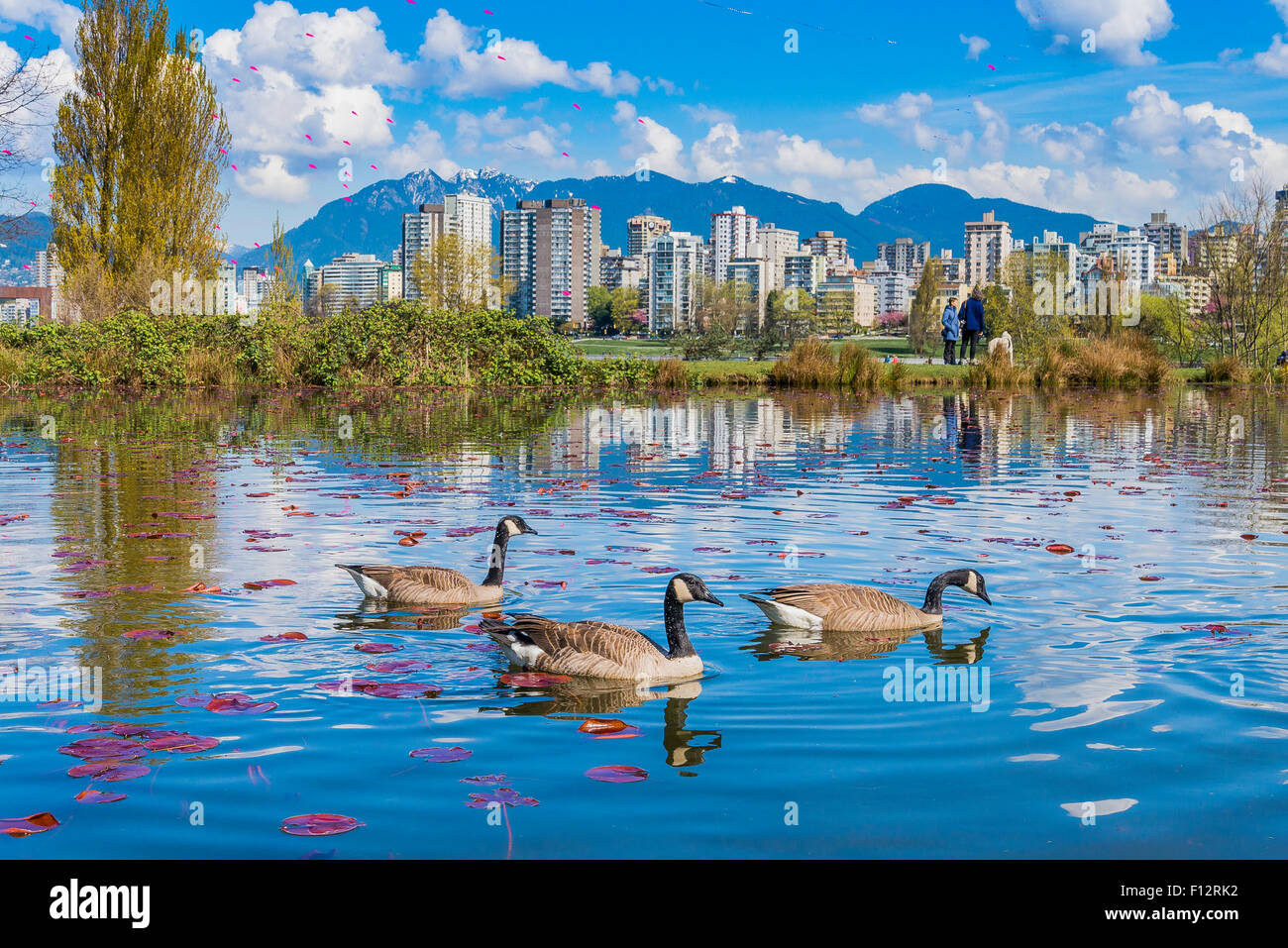 Oche del Canada in stagno, Vanier Park, Vancouver, British Columbia, Canada Foto Stock