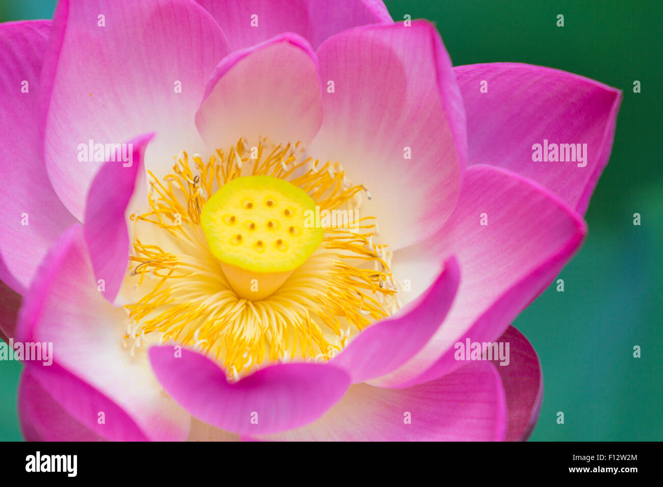 Primo piano di un bellissimo fiore rosa lotus Foto Stock