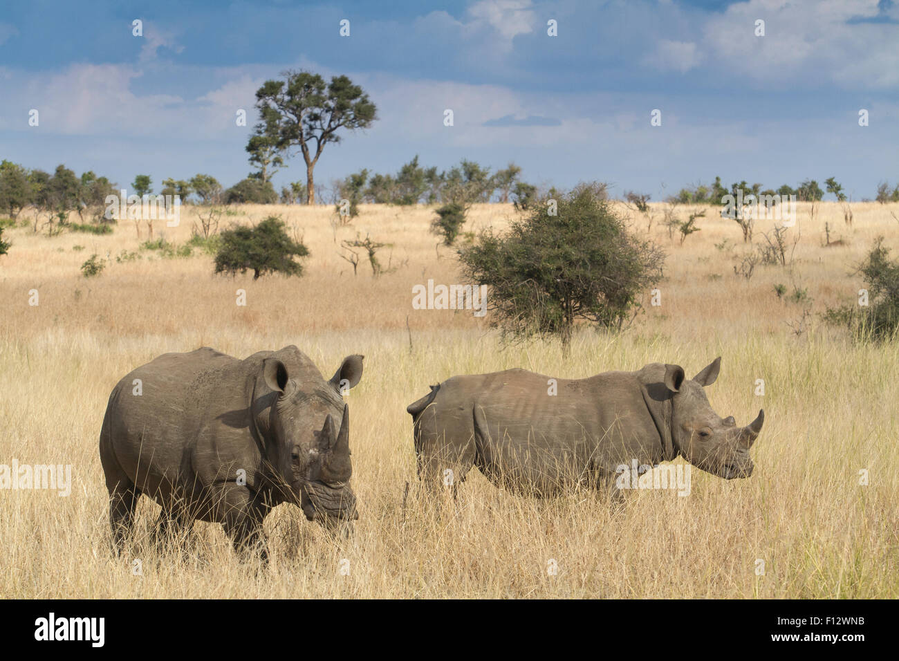 Il rinoceronte bianco nel Parco Nazionale di Kruger, Provincia di Limpopo, sud africa, savana praterie Foto Stock