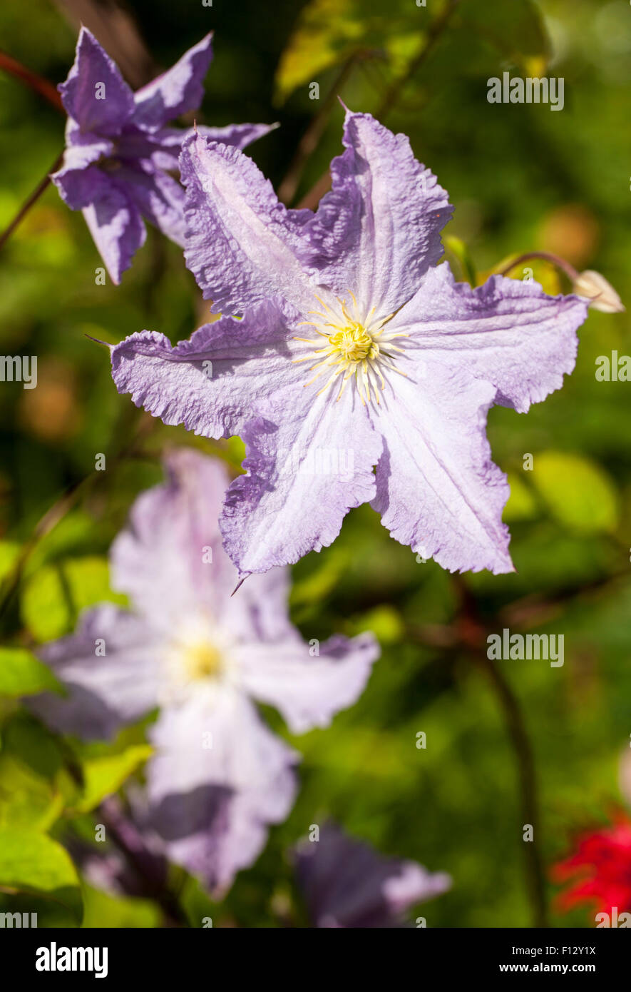 Blue Angel Clematis Foto Stock